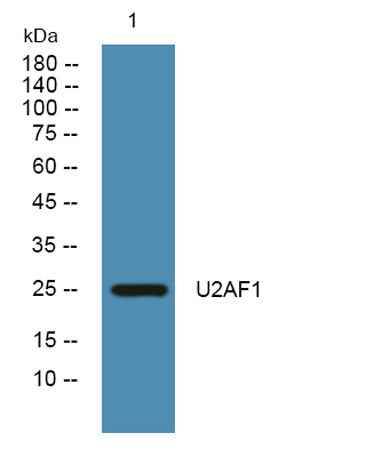 U2AF1 rabbit pAb