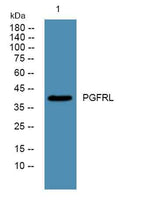 PGFRL rabbit pAb