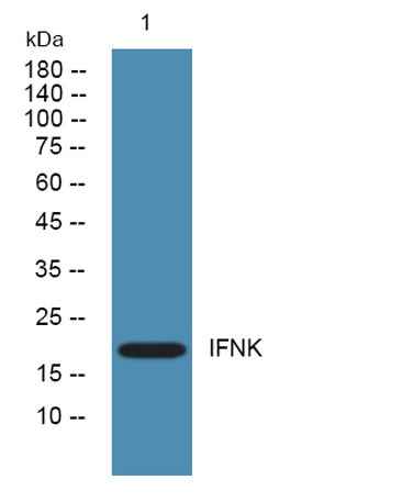 IFNK rabbit pAb