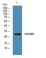 MAGB5 rabbit pAb