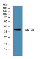 WNT9B rabbit pAb