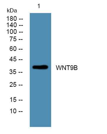 WNT9B rabbit pAb