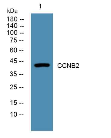 CCNB2 rabbit pAb