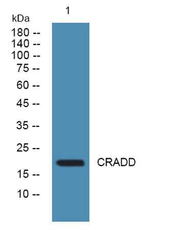 CRADD rabbit pAb