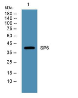 SP6 rabbit pAb