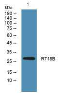 RT18B rabbit pAb