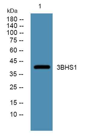 3BHS1 rabbit pAb
