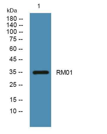 RM01 rabbit pAb
