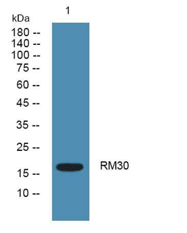 RM30 rabbit pAb