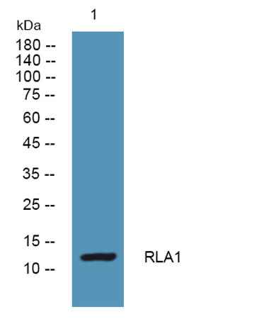 RLA1 rabbit pAb