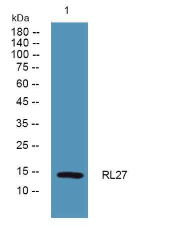 RL27 rabbit pAb