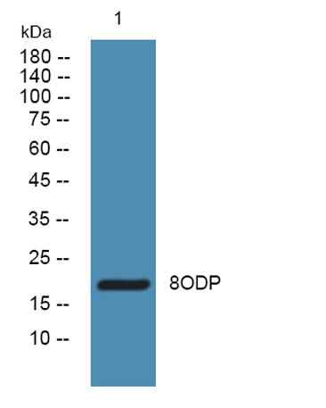 8ODP rabbit pAb