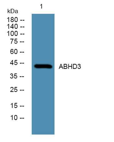 ABHD3 rabbit pAb