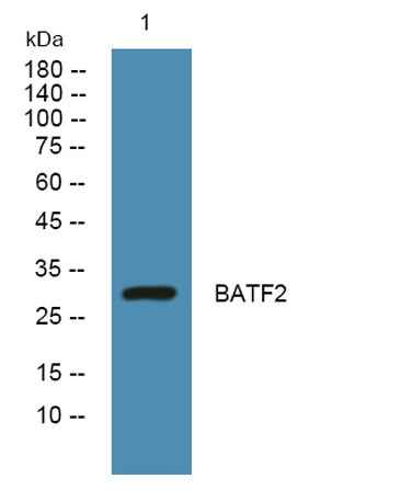 BATF2 rabbit pAb