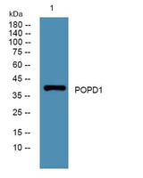 POPD1 rabbit pAb