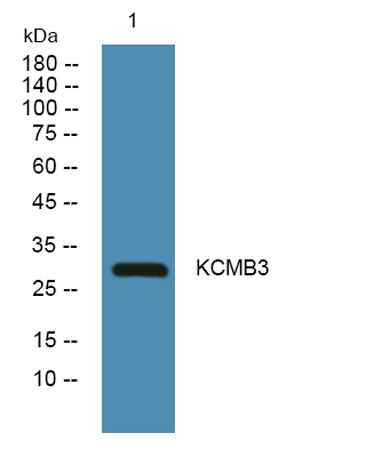 KCMB3 rabbit pAb