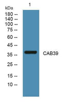 CAB39 rabbit pAb