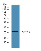 CPNS2 rabbit pAb