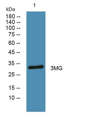 3MG rabbit pAb