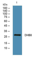 DHB8 rabbit pAb