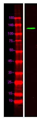 FNBP4 rabbit pAb