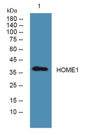 HOME1 rabbit pAb