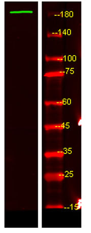 UBP54 rabbit pAb 50µL/100µL