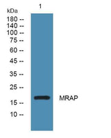 MRAP rabbit pAb