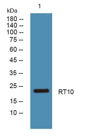 RT10 rabbit pAb