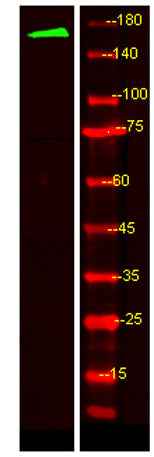 MRP6 rabbit pAb