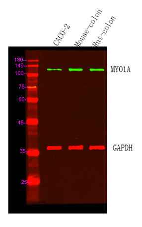 MYO1A rabbit pAb