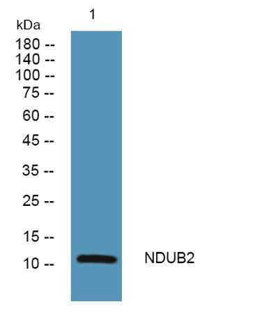 NDUB2 rabbit pAb