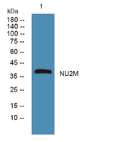 NU2M rabbit pAb 50µL/100µL