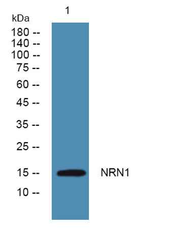 NRN1 rabbit pAb