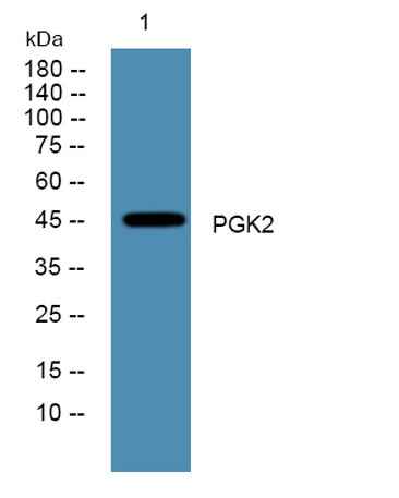 PGK2 rabbit pAb