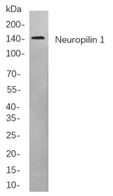 Anti-Human/Mouse/Rat Neuropilin 1 Antibody [B822]