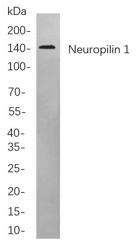 Anti-Human/Mouse/Rat Neuropilin 1 Antibody [B822] - ABMIUM