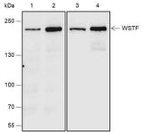 Anti-Human/Rat WSTF Antibody [A664]