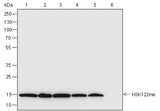 Anti-Human/Rat/Mouse Histone H3 (Mono Methyl Lys122) Antibody [A839] - ABMIUM