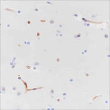 Anti-Human Nestin Antibody [A313]