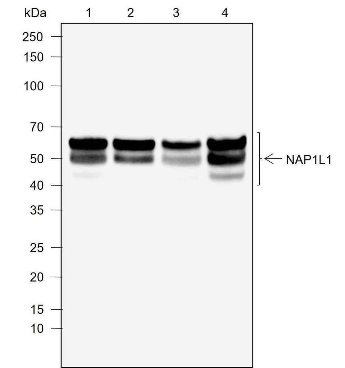 Anti-Human NAP1L1 Antibody [A759] - ABMIUM