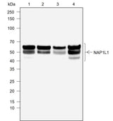 Anti-Human NAP1L1 Antibody [A759]