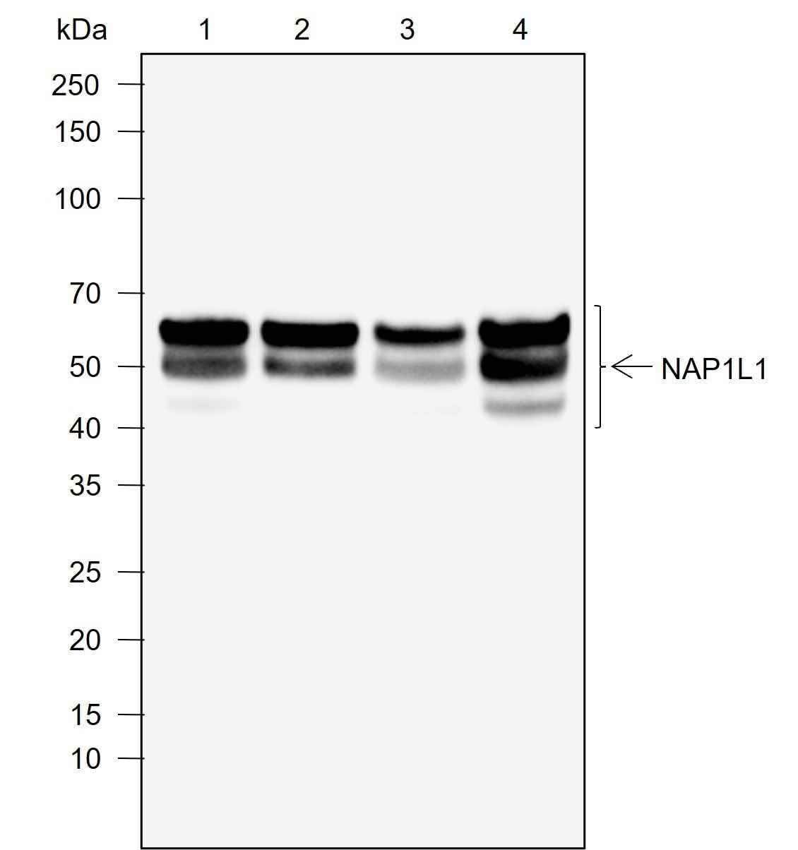 Anti-Human NAP1L1 Antibody [A759] - ABMIUM