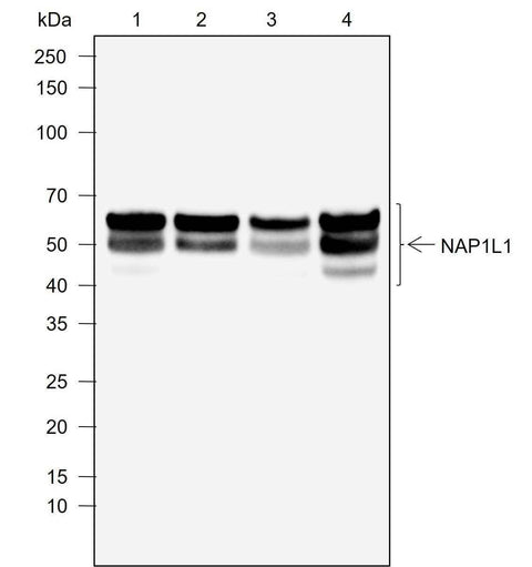 Anti-Human NAP1L1 Antibody [A759] - ABMIUM