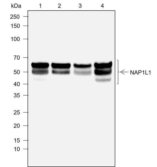 Anti-Human NAP1L1 Antibody [A759] - ABMIUM