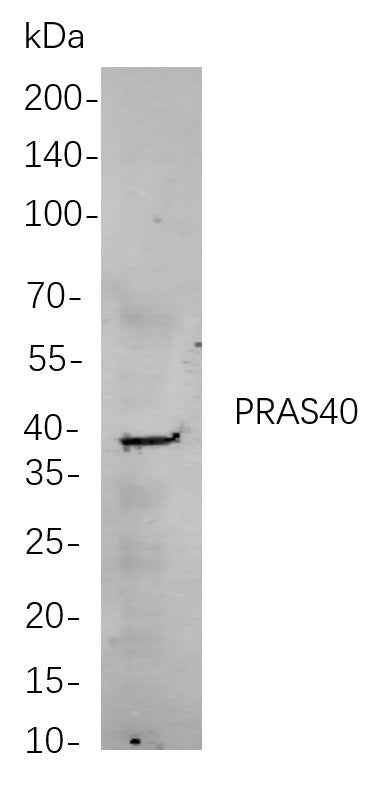 Anti-Human/Mouse/Rat PRAS40 Antibody [B845] - ABMIUM