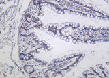Anti-Human/Mouse/Rat IκB-α Antibody [B1043]