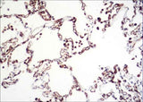 Anti-Human CA4 Antibody [B107]
