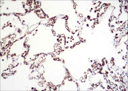 Anti-Human CA4 Antibody [B107] - ABMIUM