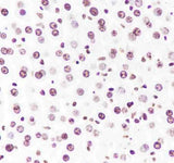 Anti-Human/Rat/Mouse/Rice Histone H3 Antibody [A416]